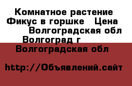 Комнатное растение Фикус в горшке › Цена ­ 450 - Волгоградская обл., Волгоград г.  »    . Волгоградская обл.